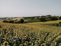Zonnebloemen veld | Italie
