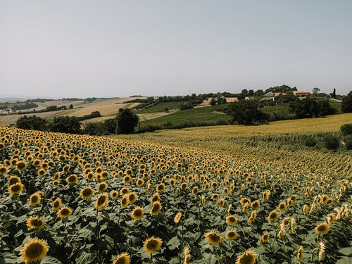 Zonnebloemen veld | Italie