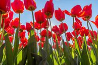 Rote Tulpen an einem sonnigen Tag von Remco-Daniël Gielen Photography Miniaturansicht