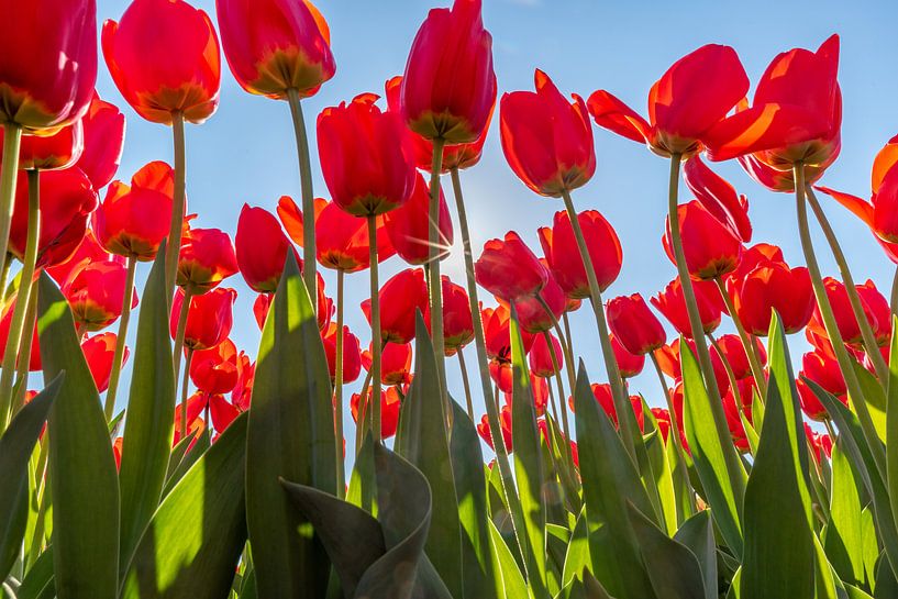 Rote Tulpen an einem sonnigen Tag von Remco-Daniël Gielen Photography