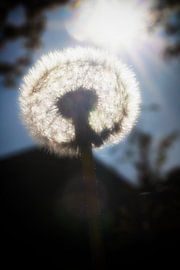 In the light by Jan van der Knaap