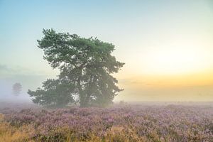 Sonnenaufgang über einer Heidelandschaft auf der Veluwe