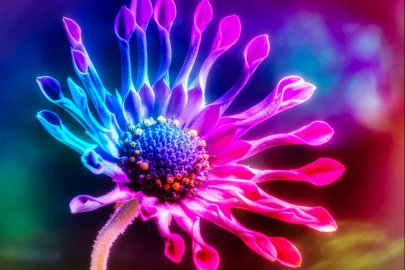 Flower Art by Truckpowerr