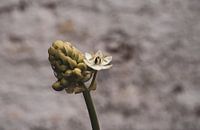 Photo of a flower in bud
