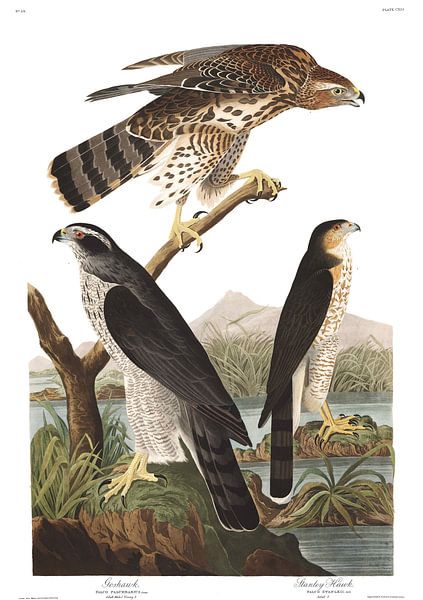 Habicht und Stanley Falke von Birds of America