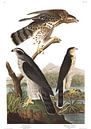 Autour des Palombes et Stanley Faucon par Birds of America Aperçu