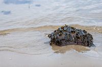 Es gibt viele Algen auf den Steinen am Sandstrand
