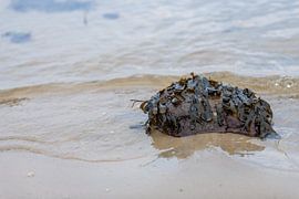 Er zitten veel algen op de stenen op het zandstrand