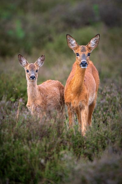 Reh mit Kalb von Andy van der Steen - Fotografie