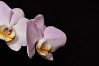 Orchidee mit schwarzem Hintergrund