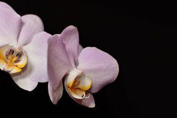 Orchidée à fond noir sur Philipp Klassen