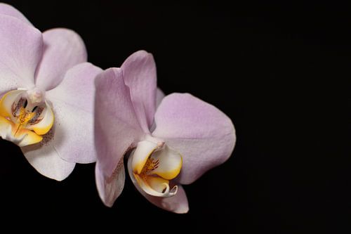 Orchidee met zwarte achtergrond
