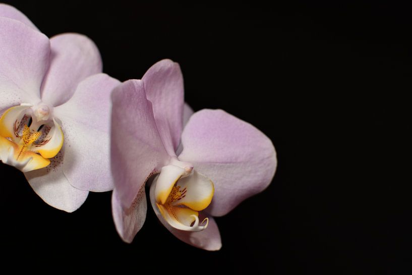Orchid with black background by Philipp Klassen