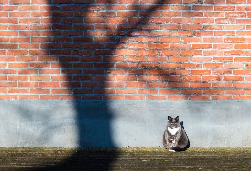 Katze in der Sonne von Inge van den Brande