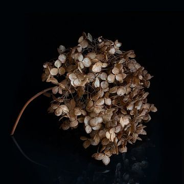 Hydrangea bulb by Klaartje Majoor