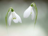 Two snowdrops