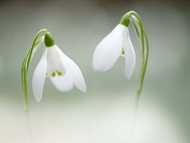 Snowdrops by RebbelZfotografie