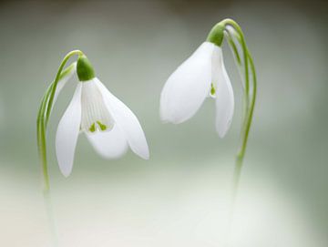 Snowdrops