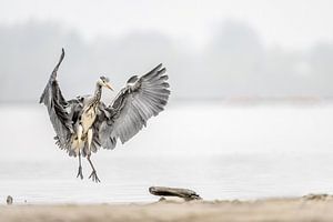 Blaureiher bei der Landung