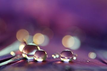 Violet drops