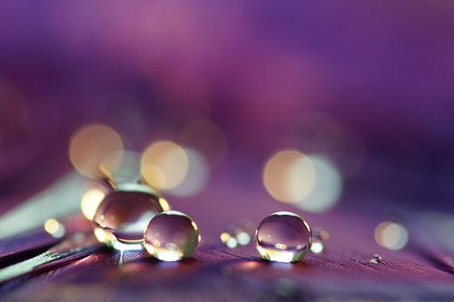 Violet drops