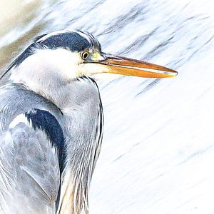 Portrait eines blauen Reihers