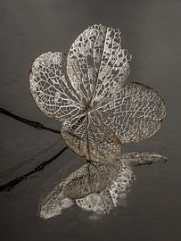 The hydrangea leaf by Marjolijn van den Berg