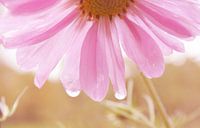 Liquid Pink