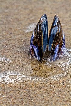 Mussel on the Baltic Sea beach