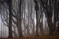 Kronkelende oude bomen in de mist