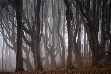 Alte Bäume winden sich im Nebel von Bianca de Haan