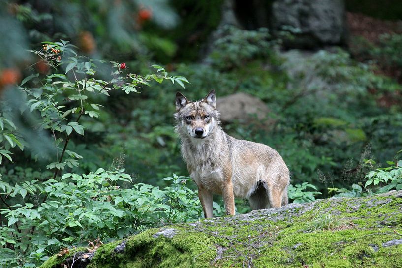 Wolf par Antwan Janssen