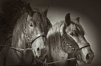 twee paarden