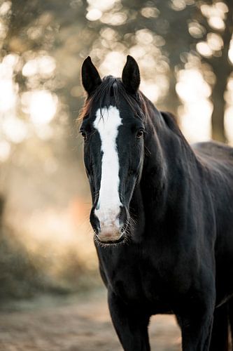 Paard Zwarte Hengst in Zonovergoten Mystiek