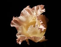 lisianthus