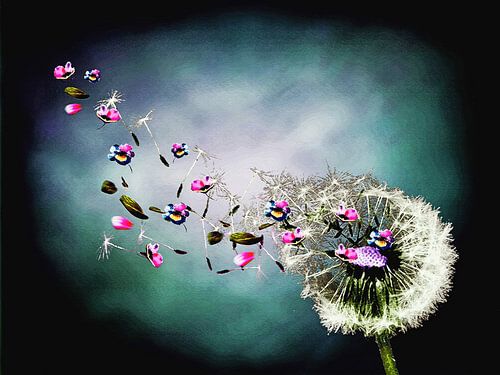 colors of the wind, dandelion with colored flowers
