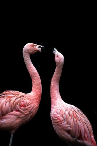 Twee flamingo's tegen een zwarte achtergrond Kussen of vechten?