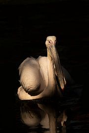 Pélican avec un bâton en guise de sourcil sur Foto Studio Labie