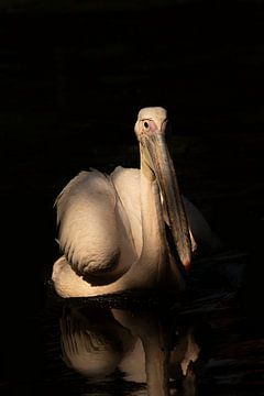 Pelikan mit Stock als Augenbraue von Foto Studio Labie