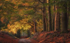 Herbstlicht von Arjen Noord