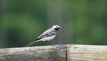 White wagtail on Lemelerberg