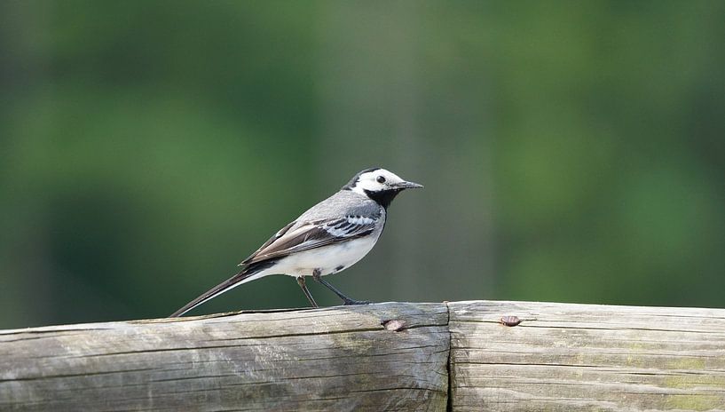 White wagtail on Lemelerberg by Eline Bakker