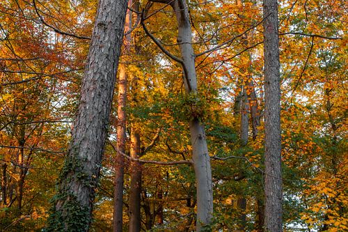 Wälder der Velpker Schweiz