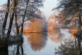 Arbres au bord de l'eau