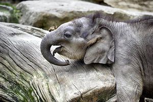 Olifant