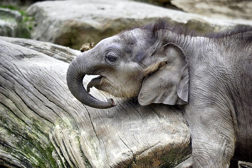 Olifant van Sidney Portier
