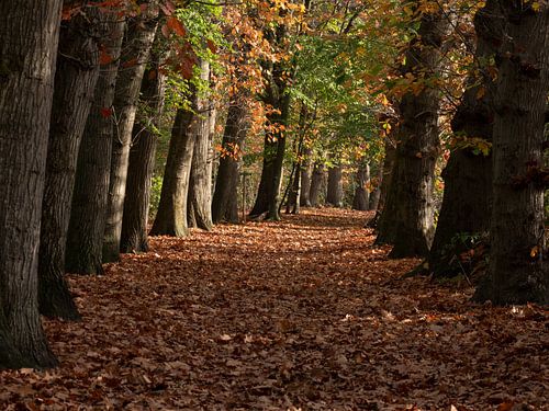 Boslaan in de herfst met gouden bladeren