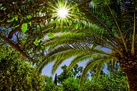 Palm tree and green leaves with sunbeams and blue sky.