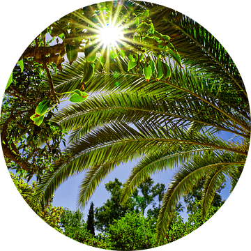 Palm bladeren en groene bladeren met zonnestralen en blauwe lucht. van Edith van Aken