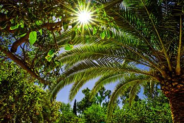 Palm bladeren en groene bladeren met zonnestralen en blauwe lucht. van Edith van Aken